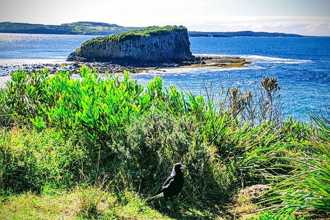 Erupting Blowholes And Ancient Rainforests With \'Personalised Sydney Tours\' - Perisher Accommodation 4