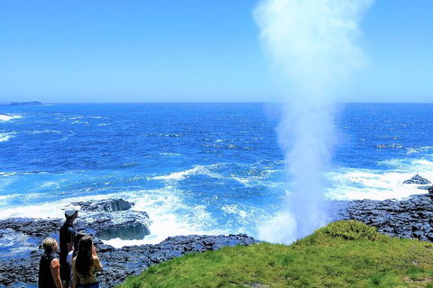 Erupting Blowholes And Ancient Rainforests With \'Personalised Sydney Tours\' - Perisher Accommodation 0