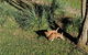 Australian Wildlife & Waterfalls Private Tour With \'Personalised Sydney Tours\' - thumb 1
