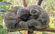 Australian Wildlife & Waterfalls Private Tour With \'Personalised Sydney Tours\' - thumb 6