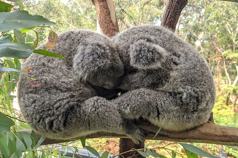 Australian Wildlife & Waterfalls Private Tour With \'Personalised Sydney Tours\' - Perisher Accommodation 6