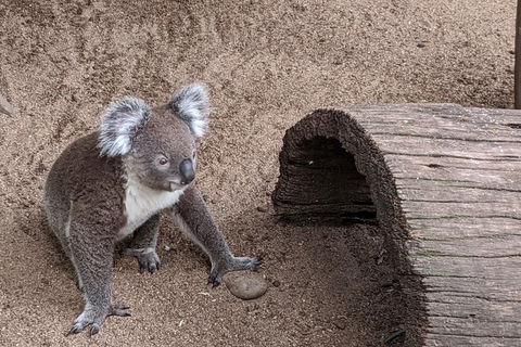 Australian Wildlife & Waterfalls Private Tour With \'Personalised Sydney Tours\' - Perisher Accommodation 5