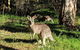 Australian Wildlife & Waterfalls Private Tour With \'Personalised Sydney Tours\' - thumb 0