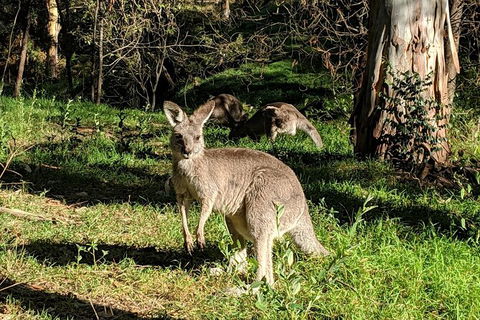 Australian Wildlife & Waterfalls Private Tour With \'Personalised Sydney Tours\' - Perisher Accommodation 0
