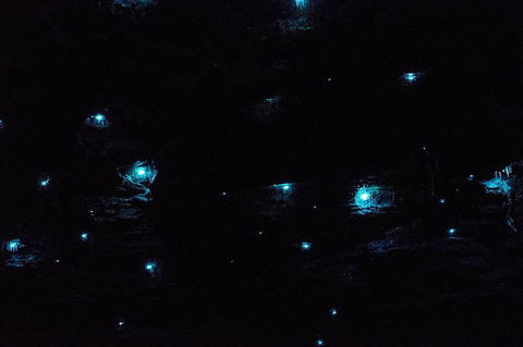 Night 4WD & Guided Glow Worm Tour Wildlife Spotlighting Blue Mountains Adventure - Perisher Accommodation 1
