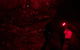 Night 4WD & Guided Glow Worm Tour Wildlife Spotlighting Blue Mountains Adventure - thumb 6