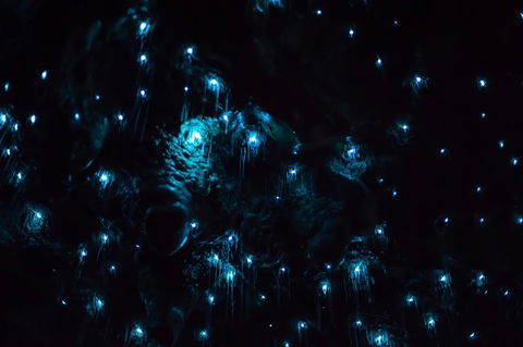 Night 4WD & Guided Glow Worm Tour Wildlife Spotlighting Blue Mountains Adventure - Perisher Accommodation 4