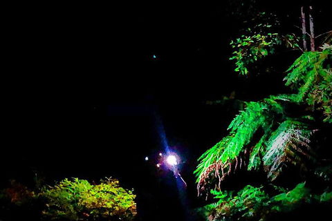 Night 4WD & Guided Glow Worm Tour Wildlife Spotlighting Blue Mountains Adventure - Perisher Accommodation 8