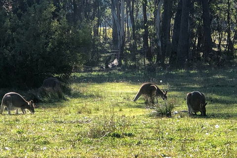 Jenolan Caves Blue Mountains And Kanangra Walls Look Out 4WD Day Tour - Perisher Accommodation 2