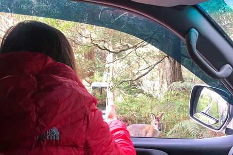 Jenolan Caves Blue Mountains And Kanangra Walls Look Out 4WD Day Tour - Perisher Accommodation 9