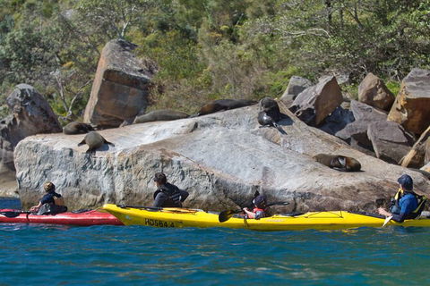 Sydney Kayak Seal Encounter Adventure With Gourmet Food - Perisher Accommodation 2