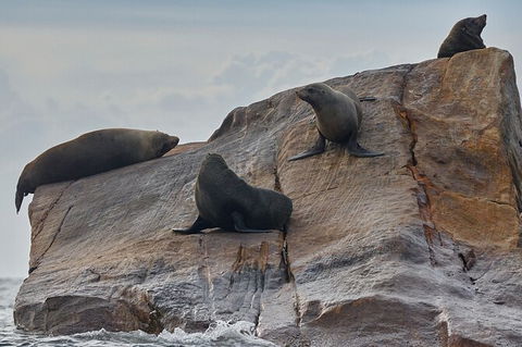 Sydney Kayak Seal Encounter Adventure With Gourmet Food - Perisher Accommodation 5