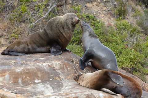 Sydney Kayak Seal Encounter Adventure With Gourmet Food - Perisher Accommodation 3