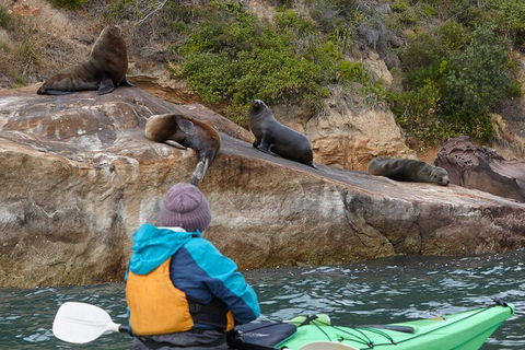 Sydney Kayak Seal Encounter Adventure With Gourmet Food - Perisher Accommodation 0