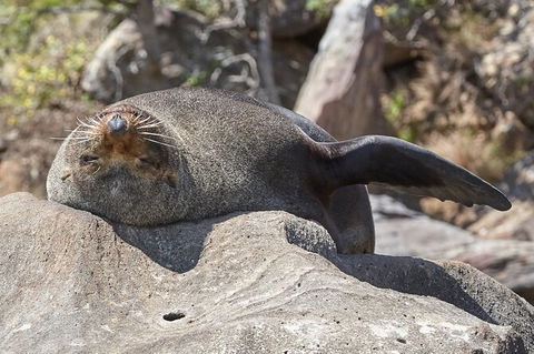 Sydney Kayak Seal Encounter Adventure With Gourmet Food - Perisher Accommodation 1