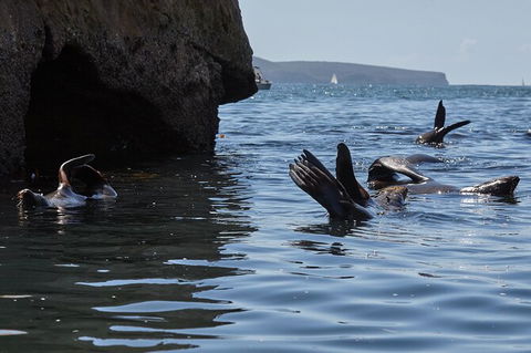 Sydney Kayak Seal Encounter Adventure With Gourmet Food - Perisher Accommodation 4