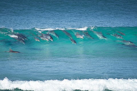 Tea Gardens And Hawks Nest Beach Bus Guided Tour - Perisher Accommodation 13