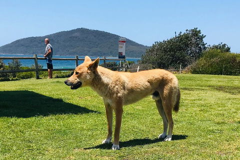 Tea Gardens And Hawks Nest Beach Bus Guided Tour - Perisher Accommodation 5