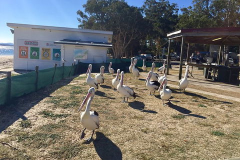 Port Stephens Private Bus Tour From Sydney, Option Of Dolphin Or Whale Cruises - Perisher Accommodation 5