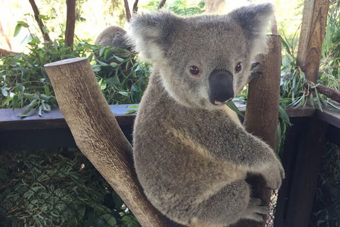 Central Coast Private Tour From Sydney, Plus Included Australian Reptile Park - Perisher Accommodation 2