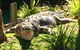 Central Coast Private Tour From Sydney, Plus Included Australian Reptile Park - thumb 5