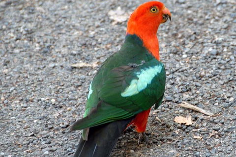 Sydney Parrots, A Unique Island And More - Perisher Accommodation 1