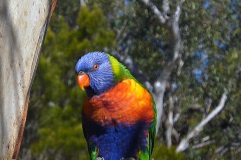 Sydney Parrots, A Unique Island And More - Perisher Accommodation 3