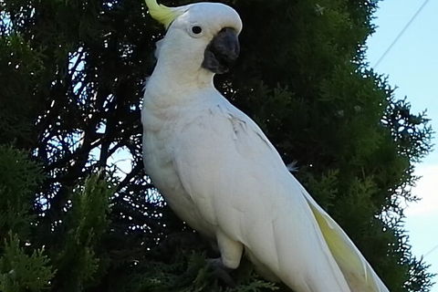 Sydney Parrots, A Unique Island And More - Perisher Accommodation 0