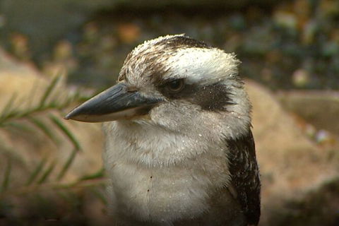 Sydney Parrots, A Unique Island And More - Perisher Accommodation 4