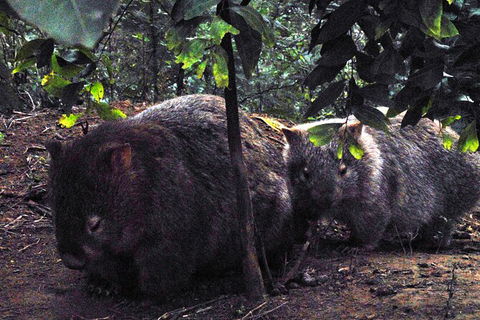 Walking With Wild Wombats Private Day Trip From Sydney - Perisher Accommodation 2