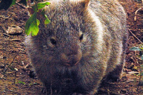 Walking With Wild Wombats Private Day Trip From Sydney - Perisher Accommodation 0