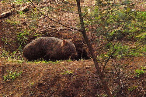 Walking With Wild Wombats Private Day Trip From Sydney - Perisher Accommodation 1