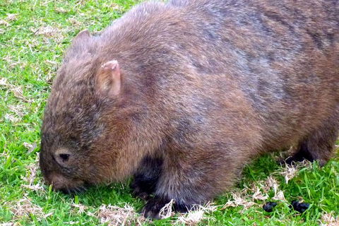 Walking With Wild Wombats Private Day Trip From Sydney - Perisher Accommodation 5