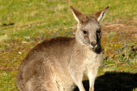 Jenolan Caves - Wildlife And Caves - Perisher Accommodation 2