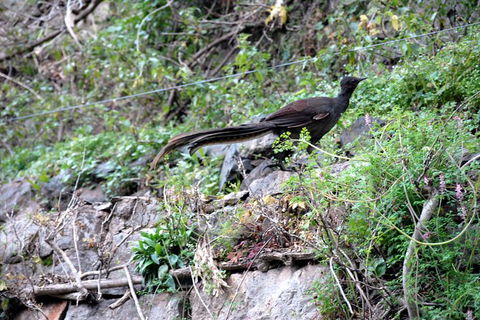 Jenolan Caves - Wildlife And Caves - Perisher Accommodation 5