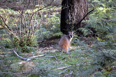 Jenolan Caves - Wildlife And Caves - Perisher Accommodation 4