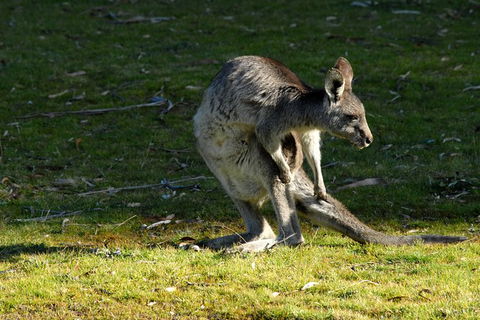 Jenolan Caves - Wildlife And Caves - Perisher Accommodation 7