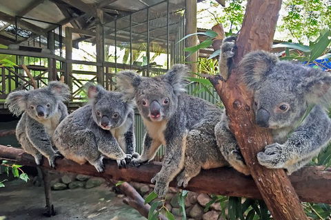 Cairns 2-Day Combo: Great Barrier Reef Cruise And Kuranda - Perisher Accommodation 6