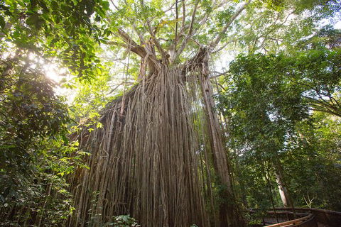 Cairns Adventure Package- 4 Tours In 3 Days! - Perisher Accommodation 2