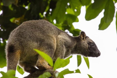 Cairns & Port Douglas All-Inclusive 7 Days Touring Package - Perisher Accommodation 8