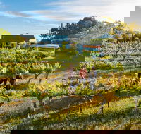 Barossa Valley Highlights from Barossa Valley Including Wine and Cheese Tasting - Perisher Accommodation