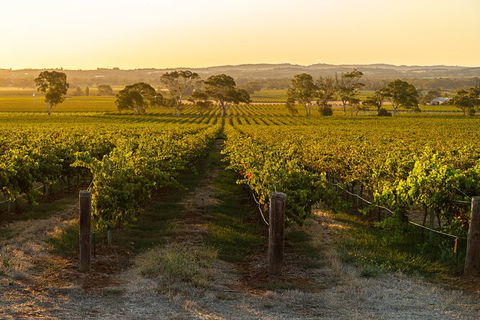 Yalumba Signature Tour - Perisher Accommodation 5