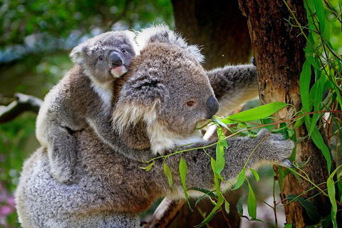 LGBT+ Friendly 9-Hour Great Ocean Road Private Tour - Perisher Accommodation 3