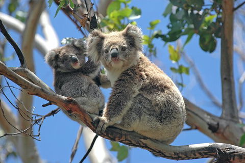 LGBT+ Friendly 2 Day Private Tour Great Ocean Road + Phillip Island - Perisher Accommodation 1