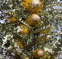 Woylie Walk Dryandra Woodland - Perisher Accommodation