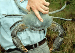 Whitsunday Crocodile Safari - Perisher Accommodation