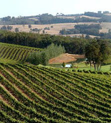Brookhampton Estate Vineyard - Perisher Accommodation 1