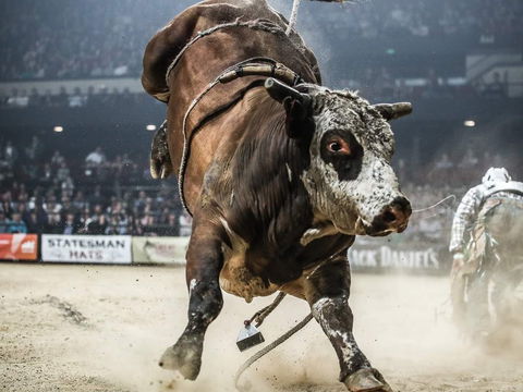 PBR Hawkesbury Stampede - Perisher Accommodation 1