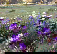Riverina Iris Farm Open Garden and Iris Display - Perisher Accommodation