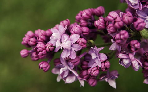 69th Annual Goulburn Lilac City Festival - Perisher Accommodation 0